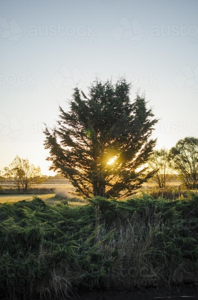 Sunlight filtering through a tree in a paddock - Australian Stock Image