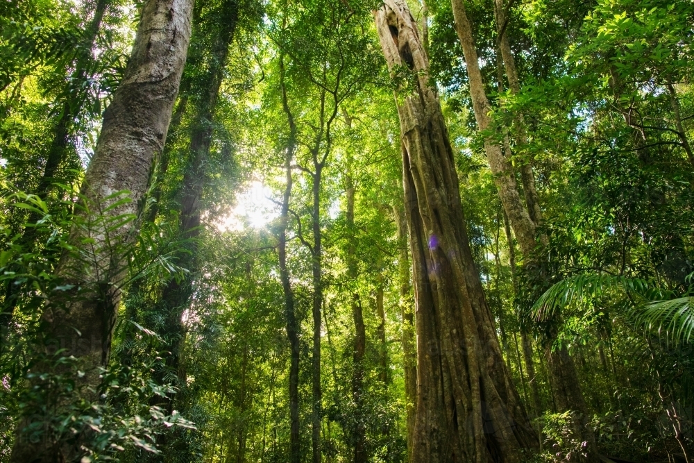 Sunlight filtering through green subtropical rainforest. - Australian Stock Image