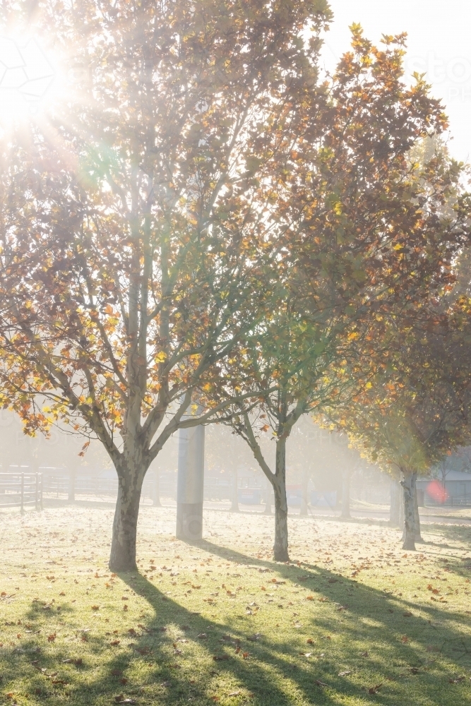 Sunlight filtering through row of deciduous trees in Autumn - Australian Stock Image