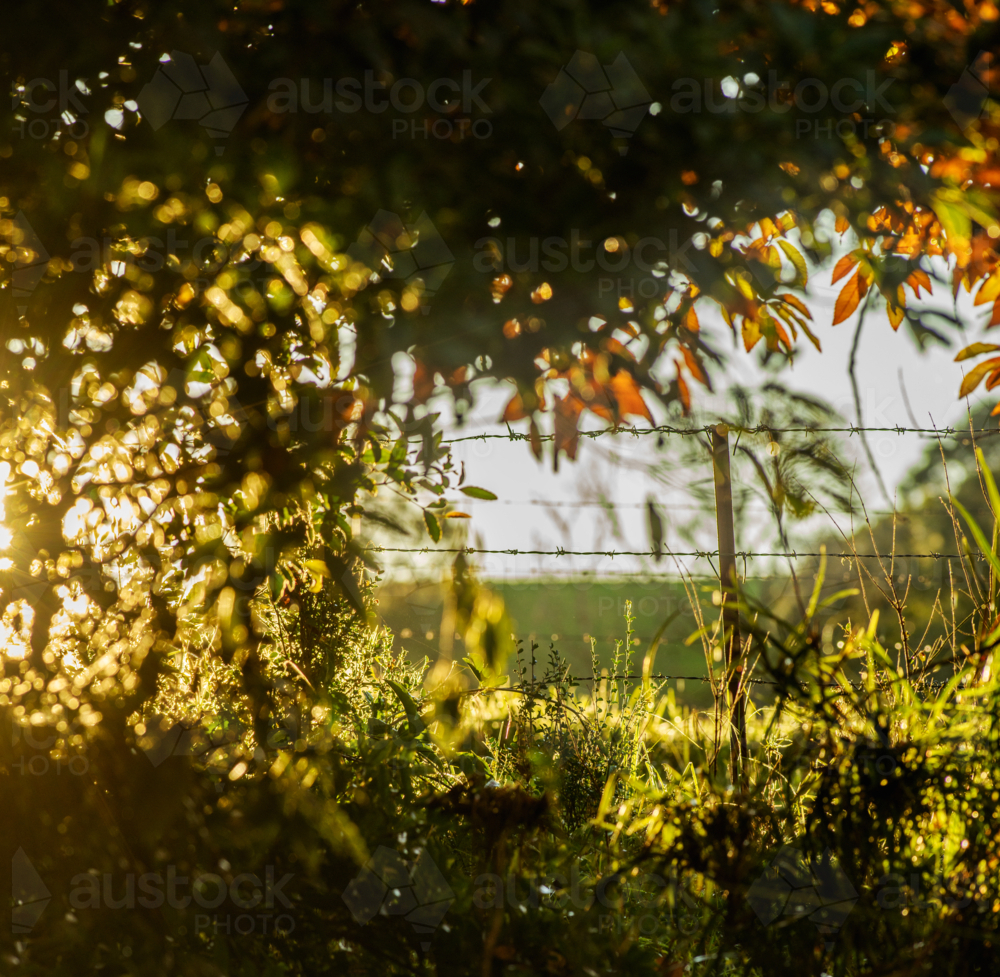 Sunlight filtering through the grass fence and leaves - Australian Stock Image