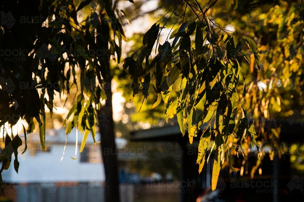 Sunlight filtering through the leaves creating a silhouette. - Australian Stock Image