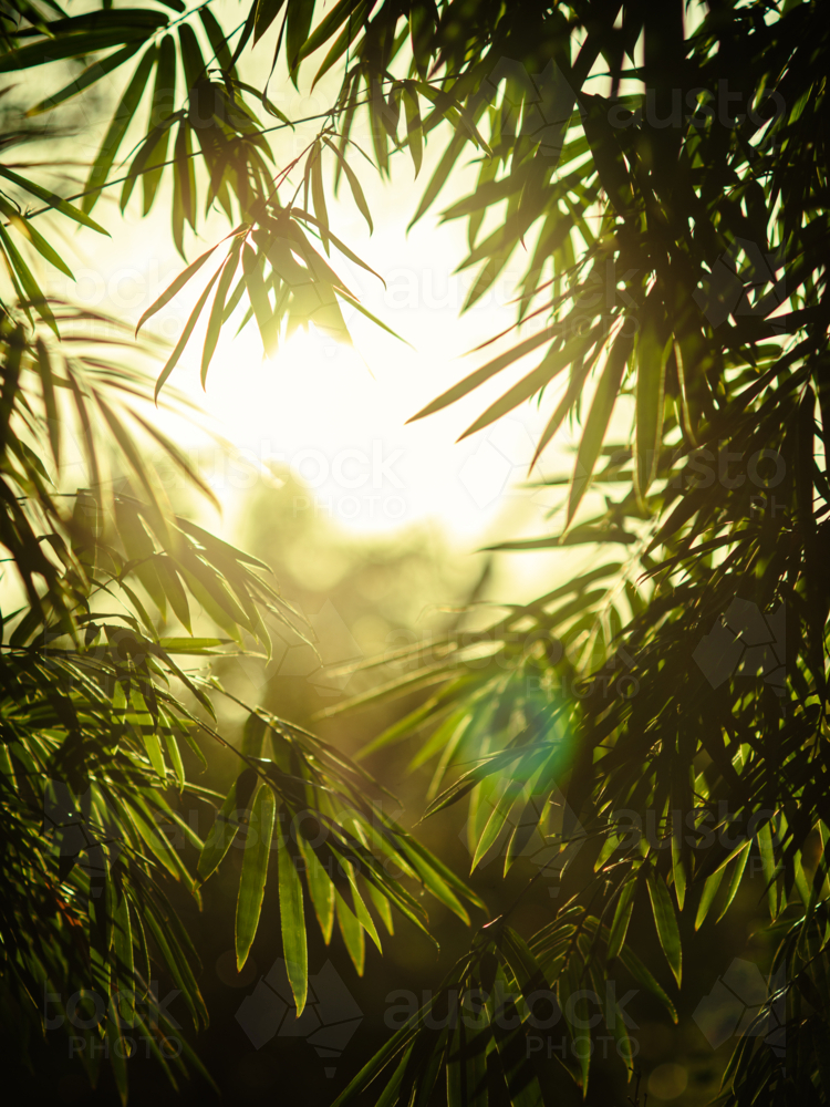 Sunlight filtering through the vibrant bamboo leaves. - Australian Stock Image