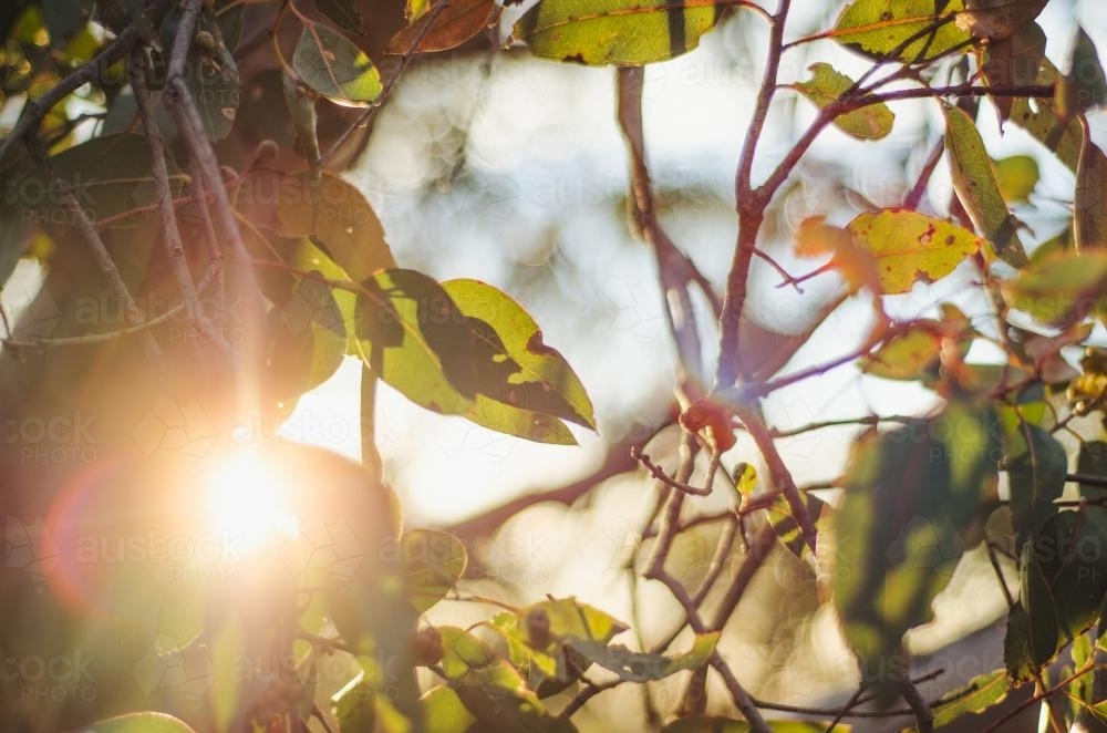 Image of Sunlight filtering through trees - Austockphoto