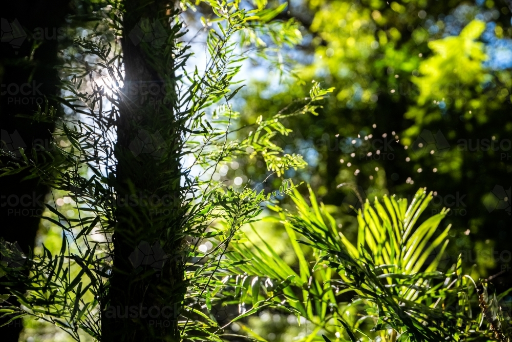 Sunlight filters through the leaves creating silhouettes in greenery - Australian Stock Image