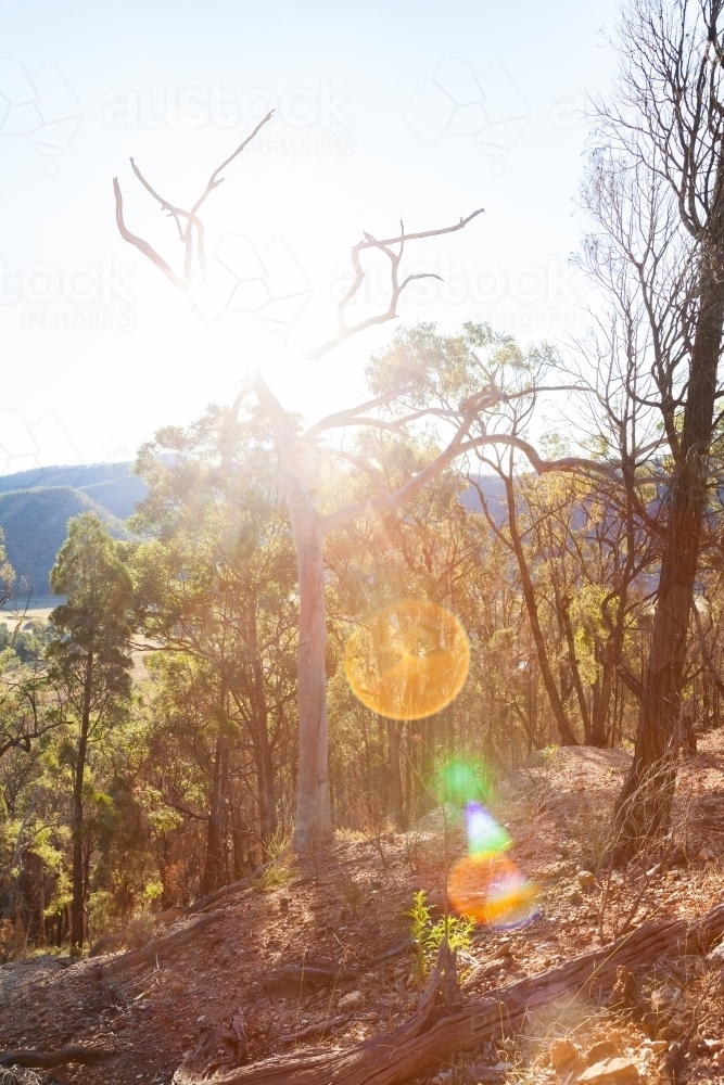 Sunlight flare over gun trees on hillside and dead tree - Australian Stock Image