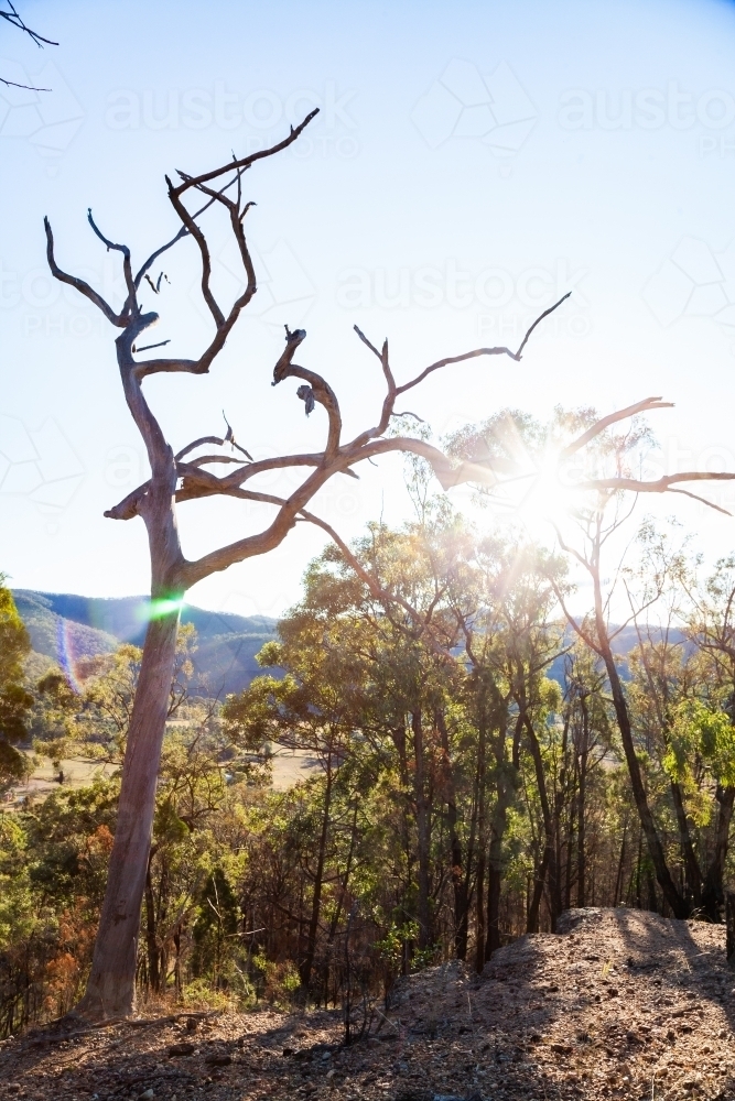 Sunlight flare over gun trees on hillside and dead tree - Australian Stock Image