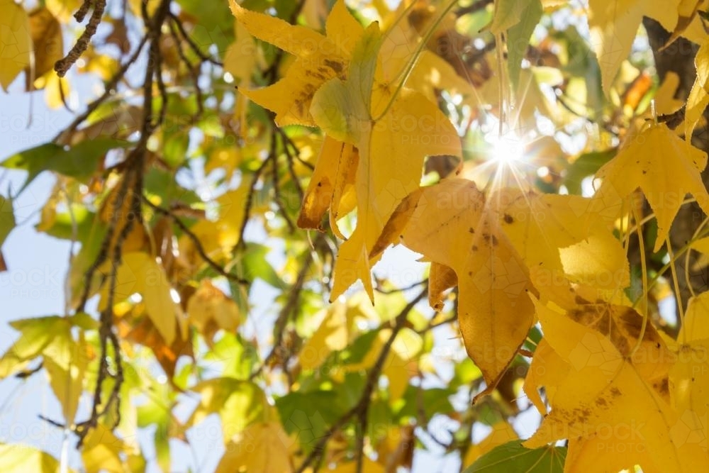 Image of Sunlight flare through yellow autumn leaves - Austockphoto
