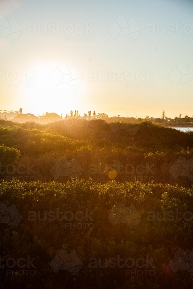 Sunlight glow over plant covered sand dunes - Australian Stock Image