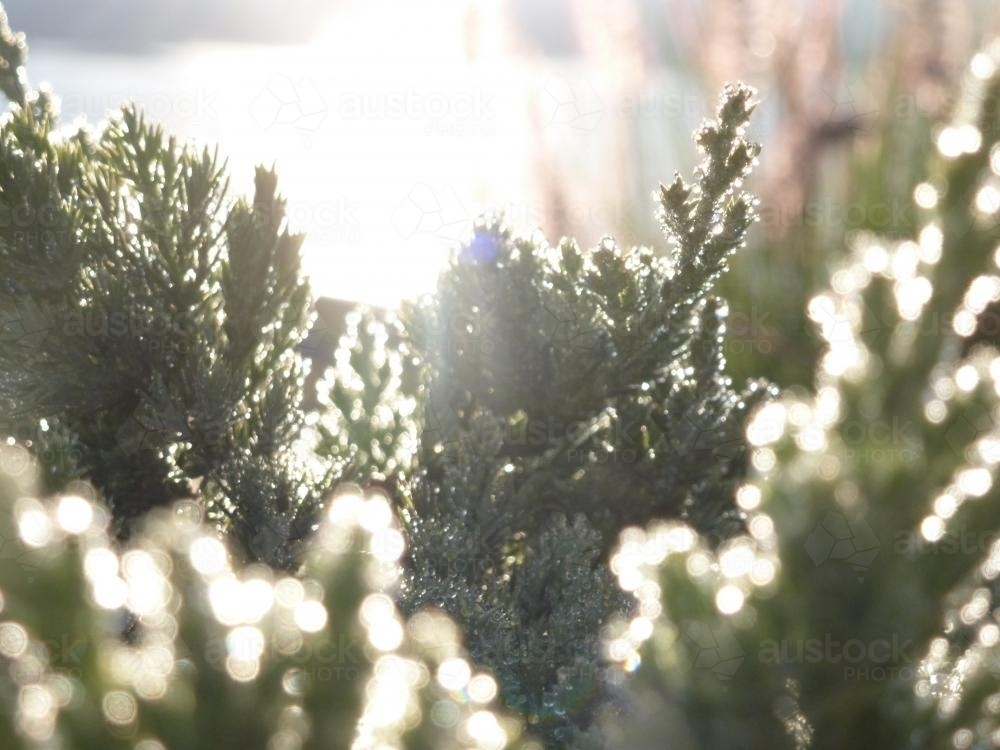 Sunlight on frosted plants in the early morning - Australian Stock Image