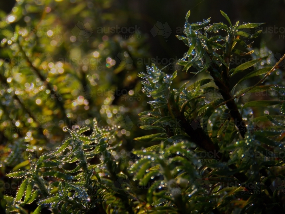Sunlight on water beaded edges of tiny curving leaves - Australian Stock Image