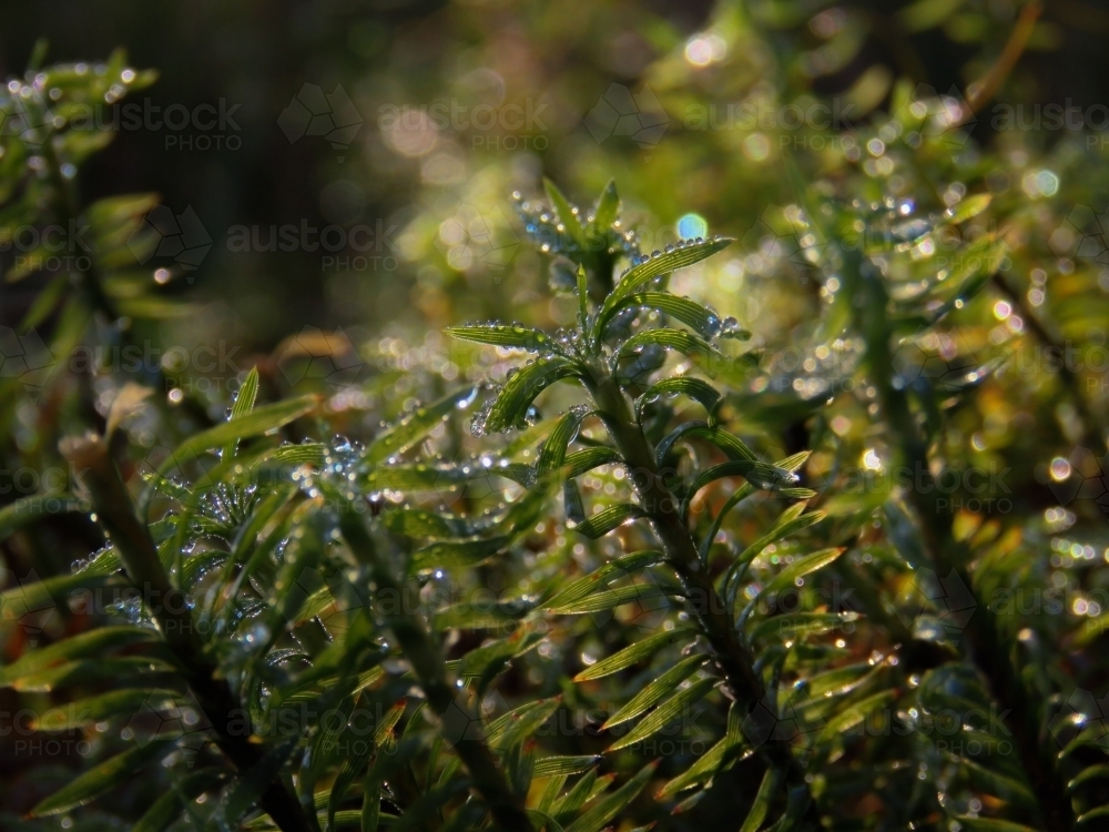 Sunlight on water beaded edges of tiny curving Lomandra leaves - Australian Stock Image