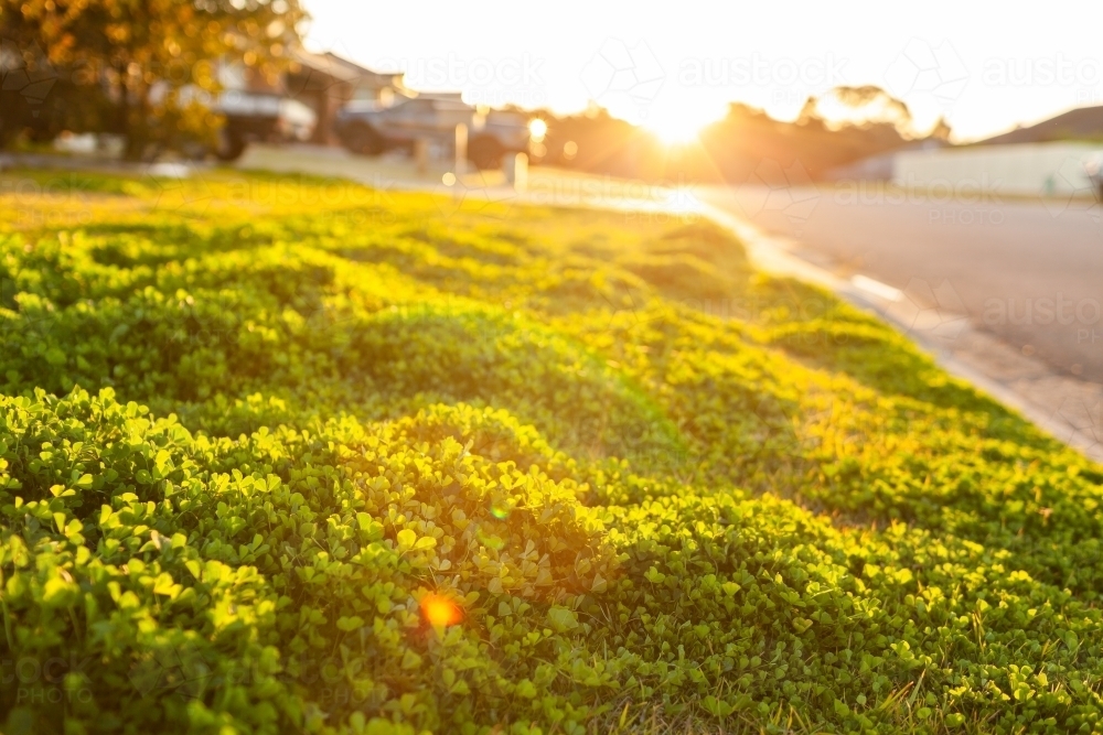 Image of sunlight over clover weeds on front lawn Austockphoto
