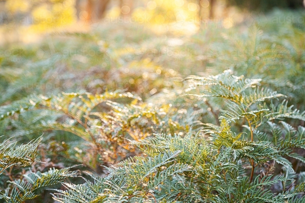 Sunlight over fern fronds and undergrowth - Australian Stock Image