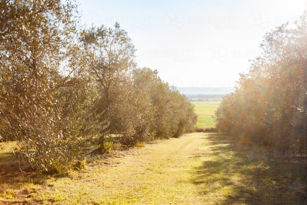 Sunlight over rows of olive trees on farm - Australian Stock Image