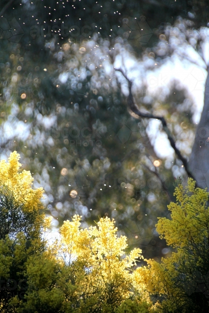 Sunlight over wattle tree - Australian Stock Image