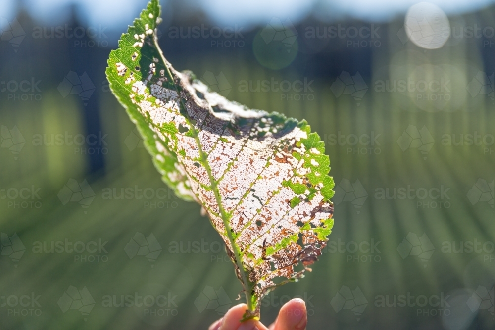 Sunlight passing through veins in a dried leaf - Australian Stock Image