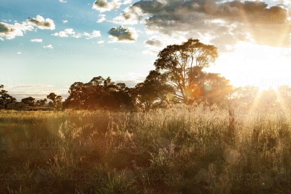 Sunlight shining in rays over paddock of grass stalks - Australian Stock Image