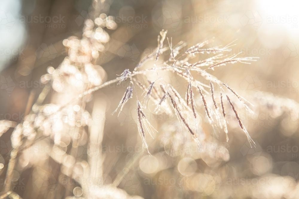 Sunlight shining off a frosty seed head - Australian Stock Image