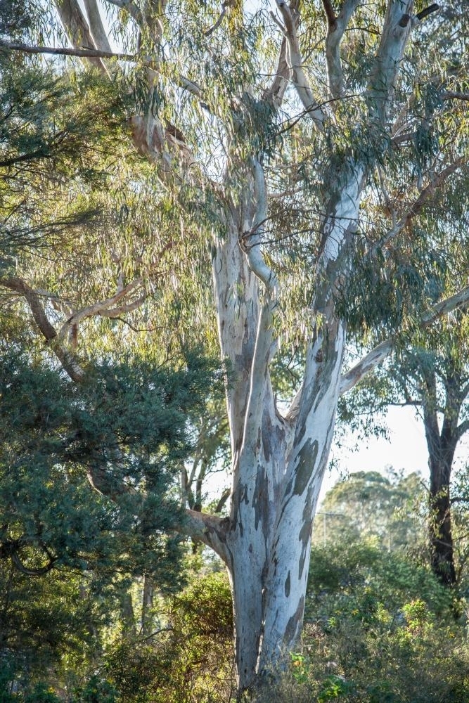Sunlight shining off a single gum tree trunk, branches and leaves - Australian Stock Image
