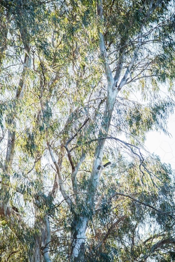 Sunlight shining off a single gum tree trunk, branches and leaves - Australian Stock Image