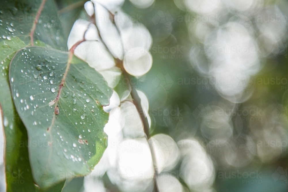 Sunlight shining off droplets of water on large gum leaves - Australian Stock Image