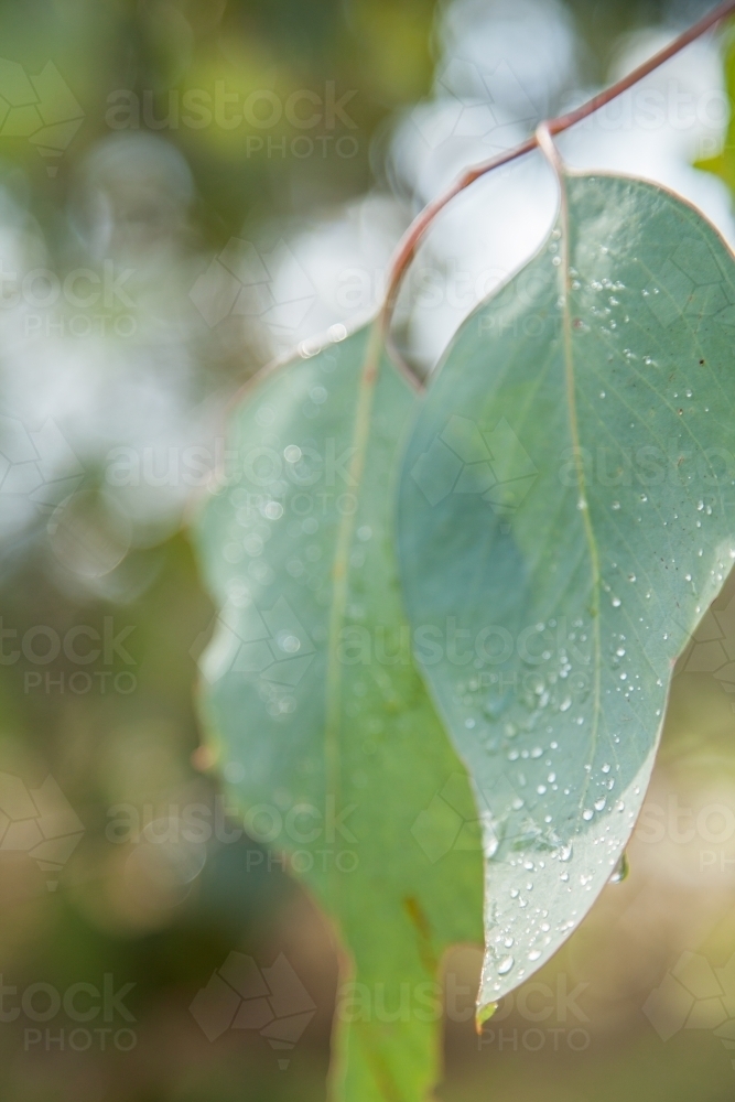 Sunlight shining off droplets of water on large gum leaves - Australian Stock Image