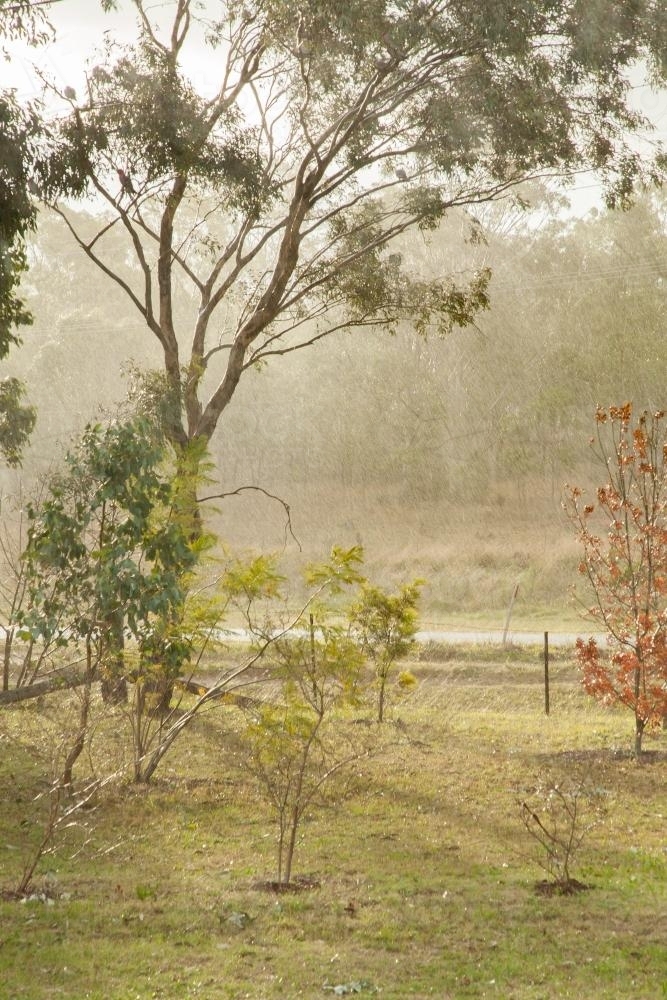 Sunlight shining off rain and trees in the front yard - Australian Stock Image