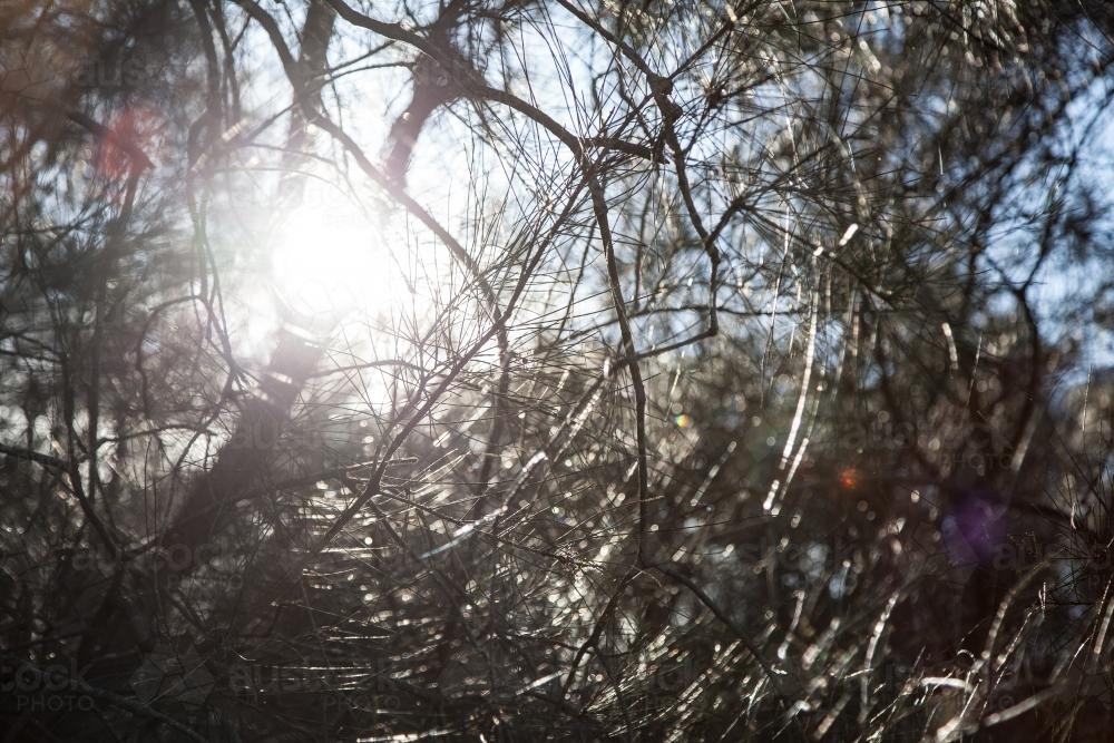 Sunlight shining off she-oak casuarina tree needles in a forest - Australian Stock Image