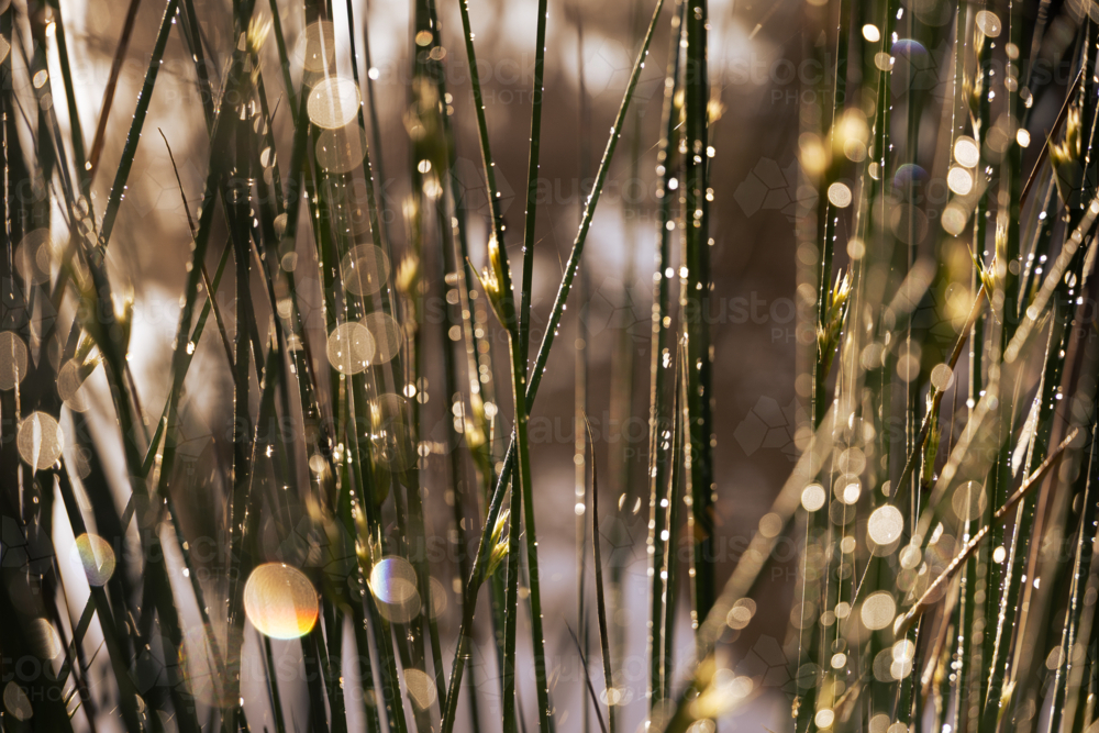 Sunlight shining  on dew droplets on grass close up - Australian Stock Image