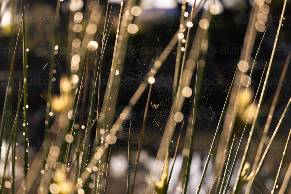 Sunlight shining  on dew droplets on grass, spider and web - Australian Stock Image