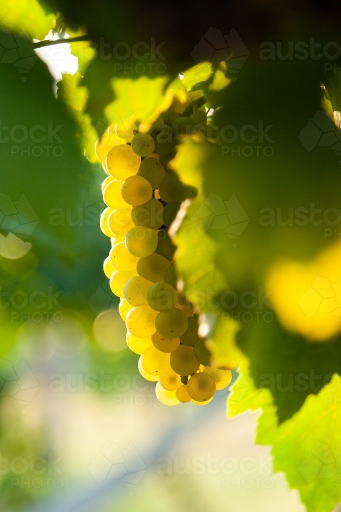 Sunlight shining on healthy grapes hanging in bunch in vineyard - Australian Stock Image