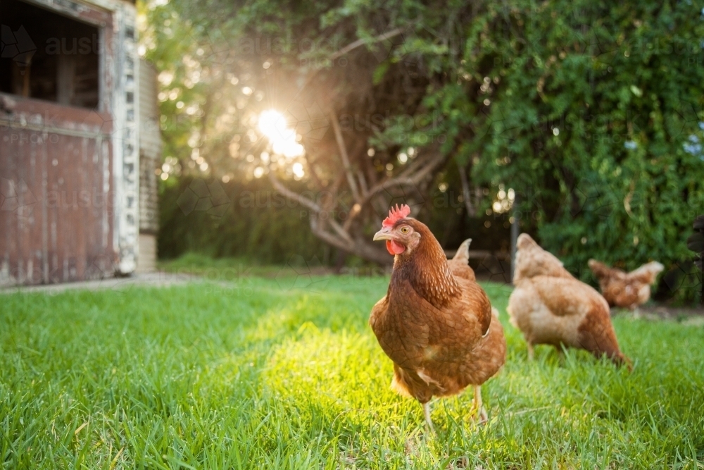 Sunlight shining on isa brown hens in the backyard - Australian Stock Image