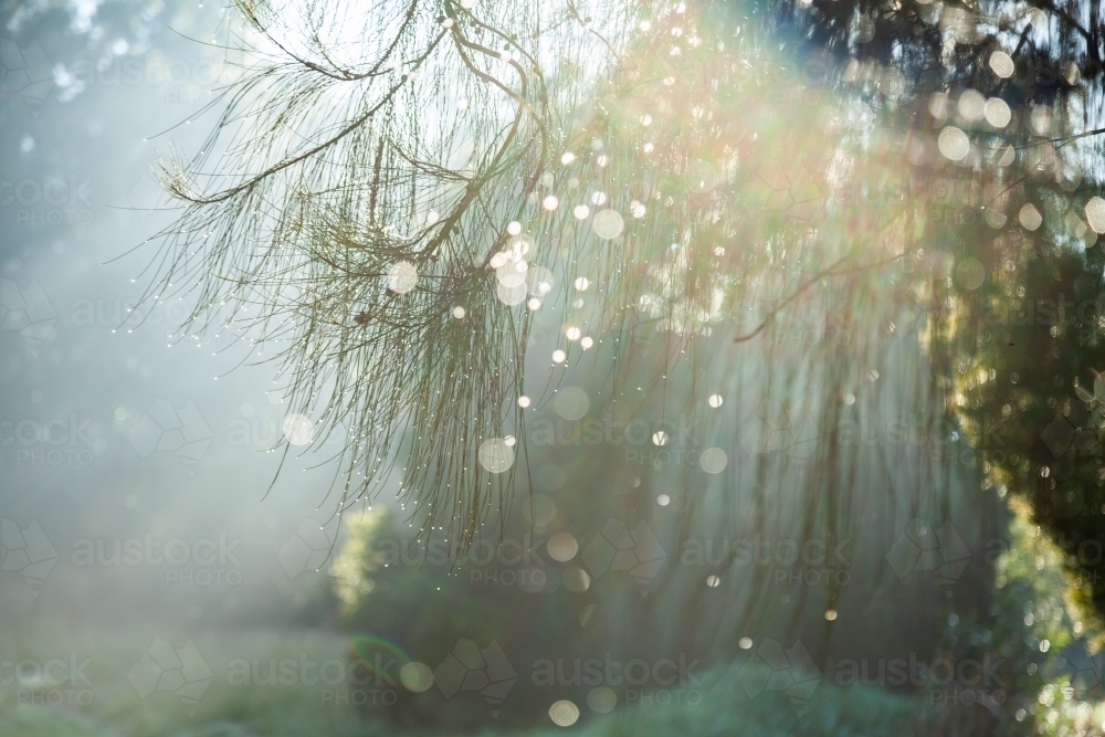 Sunlight shining on shea oak casuarina needles with dew drops - Australian Stock Image