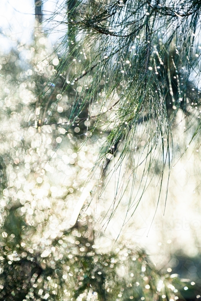 Sunlight shining on shea oak casuarina needles with dew drops - Australian Stock Image