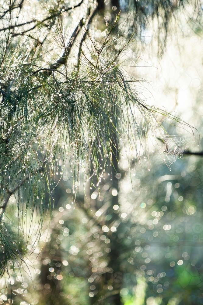 Image of Sunlight shining on shea oak casuarina needles with dew drops ...