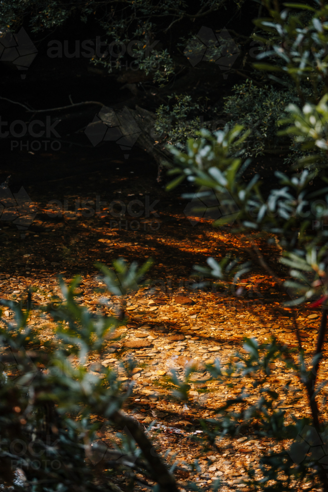 Sunlight shining on the forest ground with water over stones - Australian Stock Image