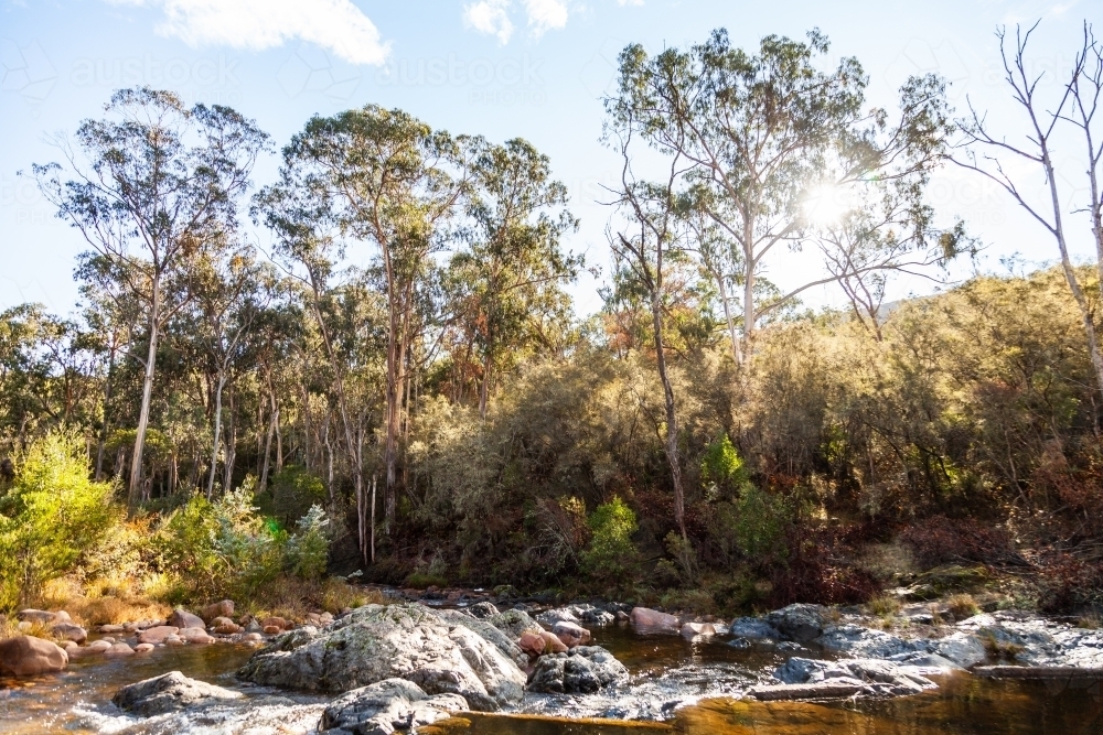 Sunlight shining on water of creek with gum trees - Australian Stock Image