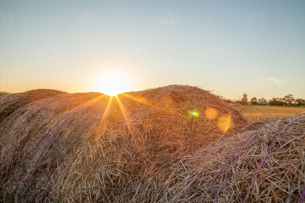 Sunlight shining over row of round hay bales in country farm paddock - Australian Stock Image