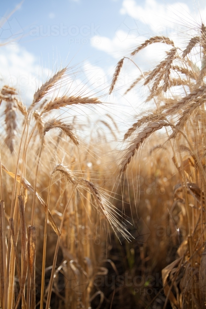 Sunlight shining over stalks of bearded wheat - Australian Stock Image