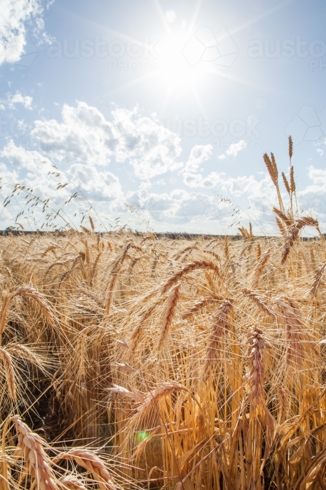 Sunlight shining over stalks of bearded wheat - Australian Stock Image