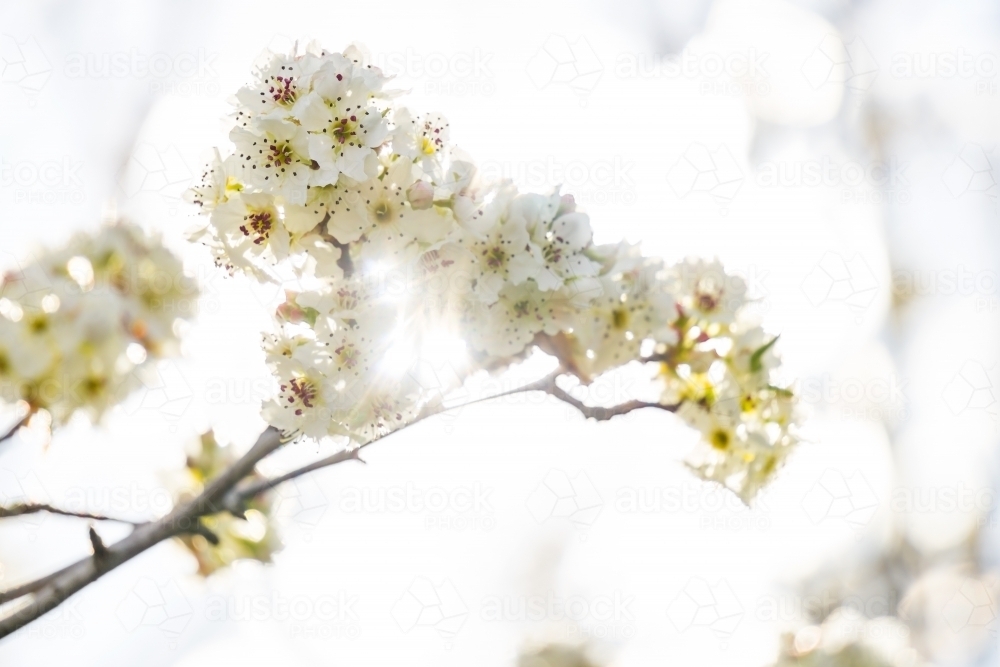 Sunlight shining through a bunch of white blossom on a tree - Australian Stock Image