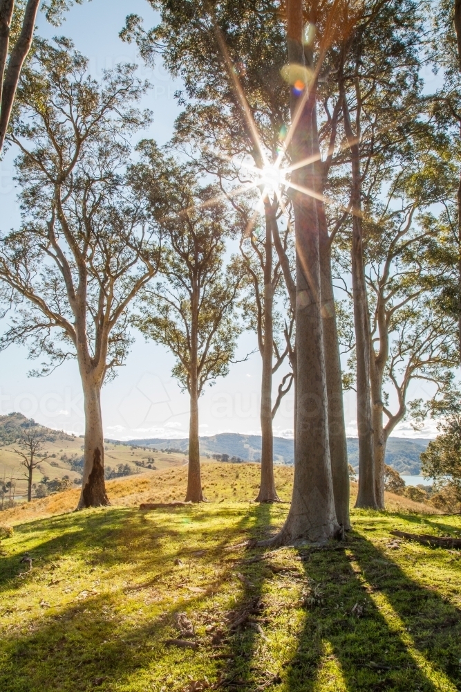 Sunlight shining through a grove of tall gum trees - Australian Stock Image