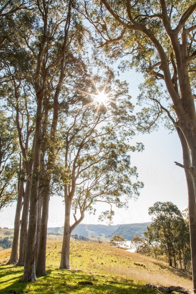 Sunlight shining through a grove of tall gum trees - Australian Stock Image