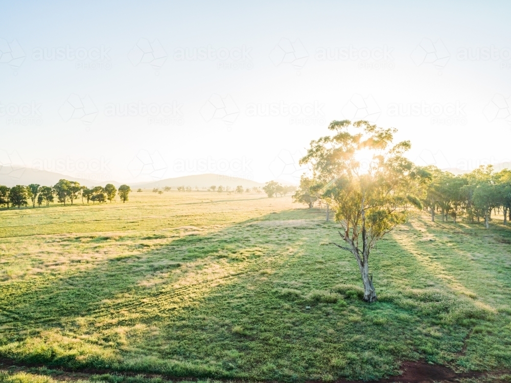 Sunlight shining through a gum tree in farm paddock - Australian Stock Image