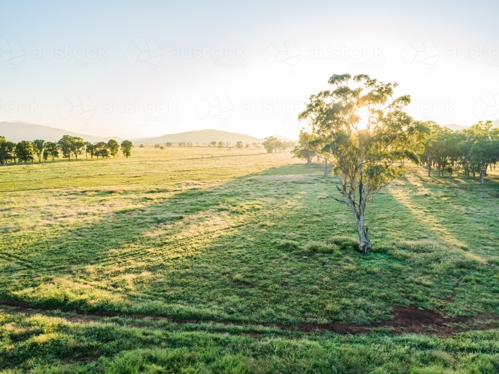 Sunlight shining through a gum tree in farm paddock - Australian Stock Image