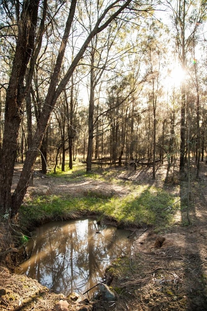 Sunlight shining through casuarina trees by a creek - Australian Stock Image