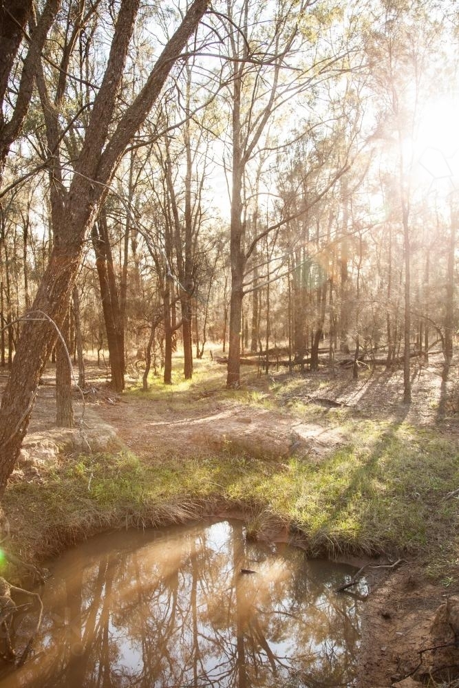 Sunlight shining through casuarina trees by a creek - Australian Stock Image