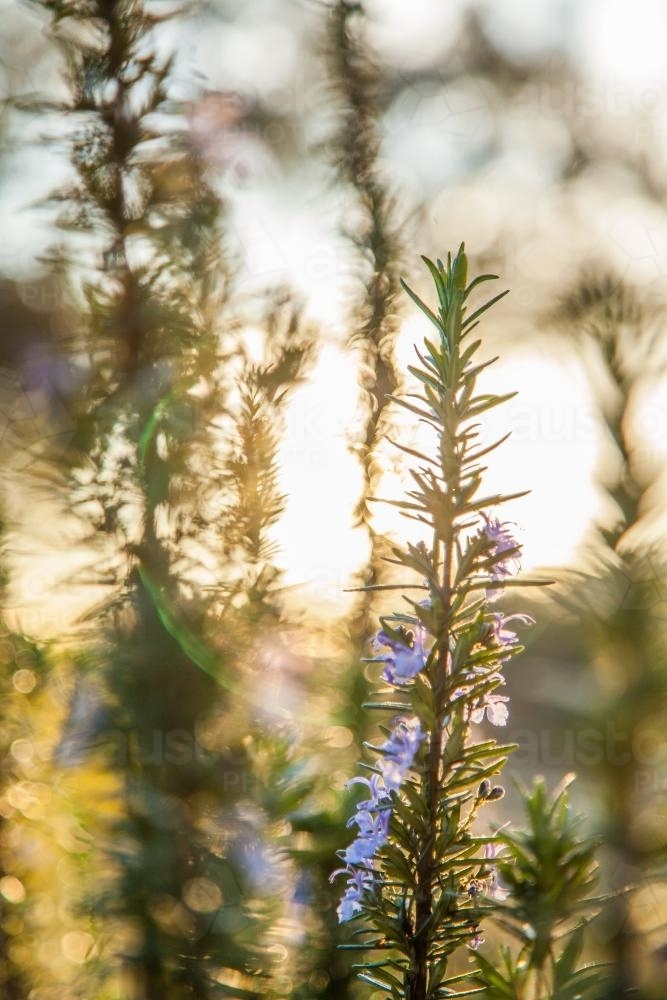 Image of Sunlight shining through flowering rosemary in the garden Austockphoto