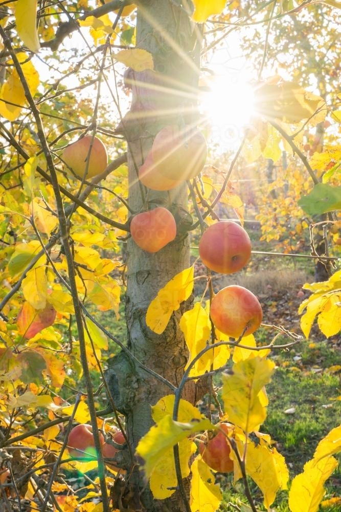 Sunlight shining through gold leaves and ripe apples hanging on a tree - Australian Stock Image