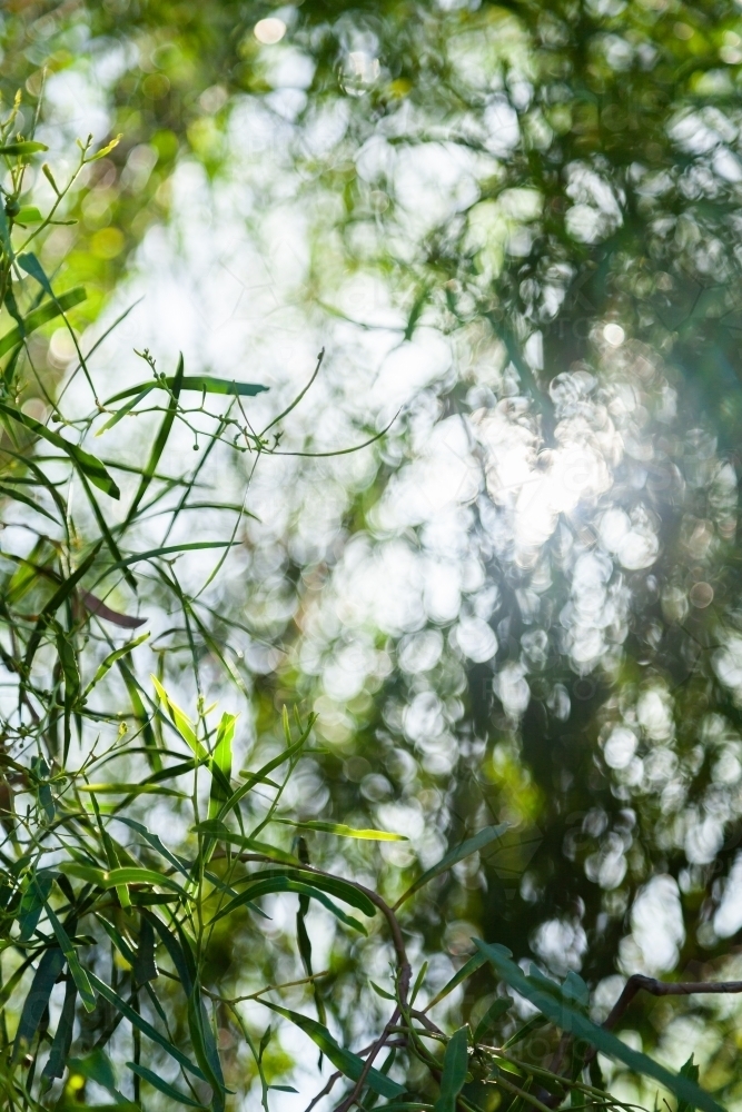 Sunlight shining through green leaves of native tree with green bokeh background - Australian Stock Image